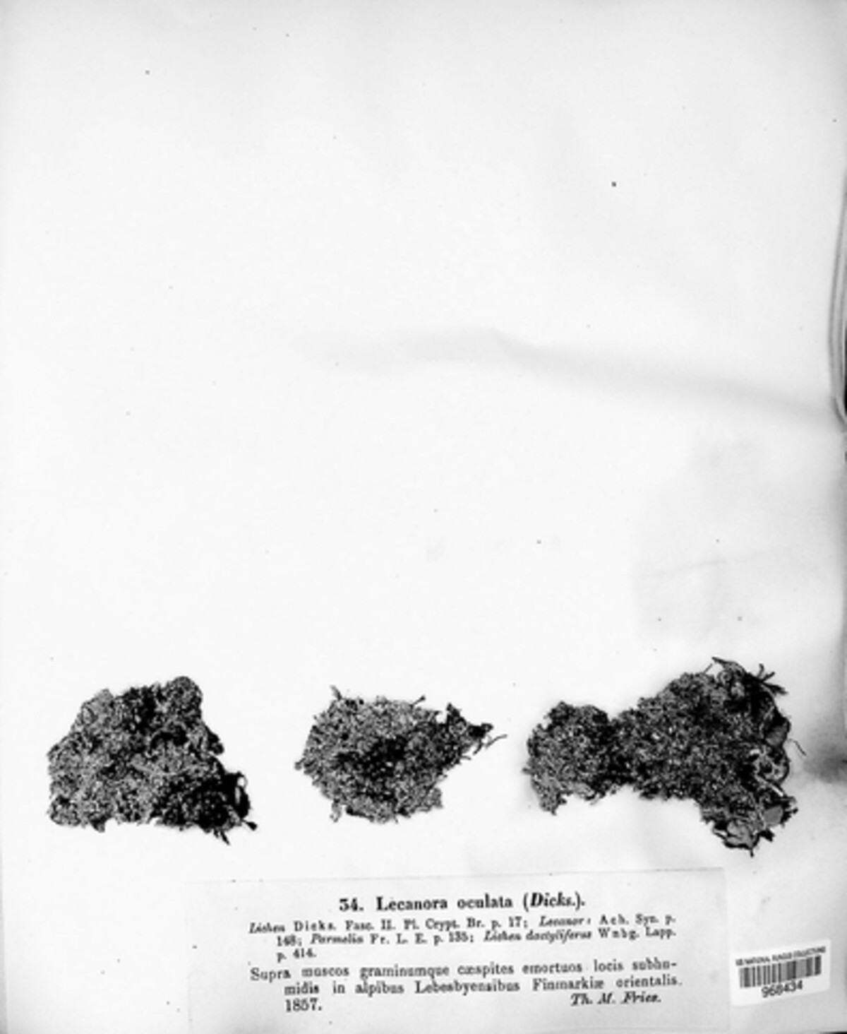 Lecanora oculata image